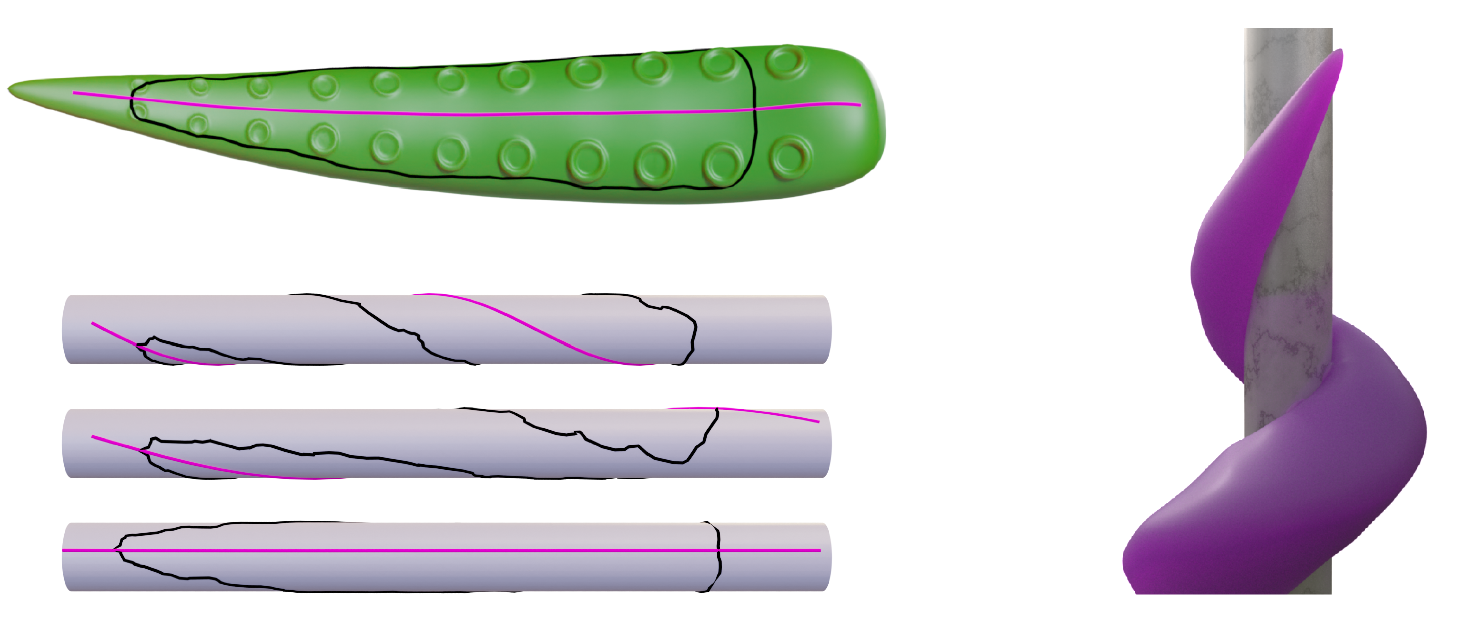 tentacle wrap diagram